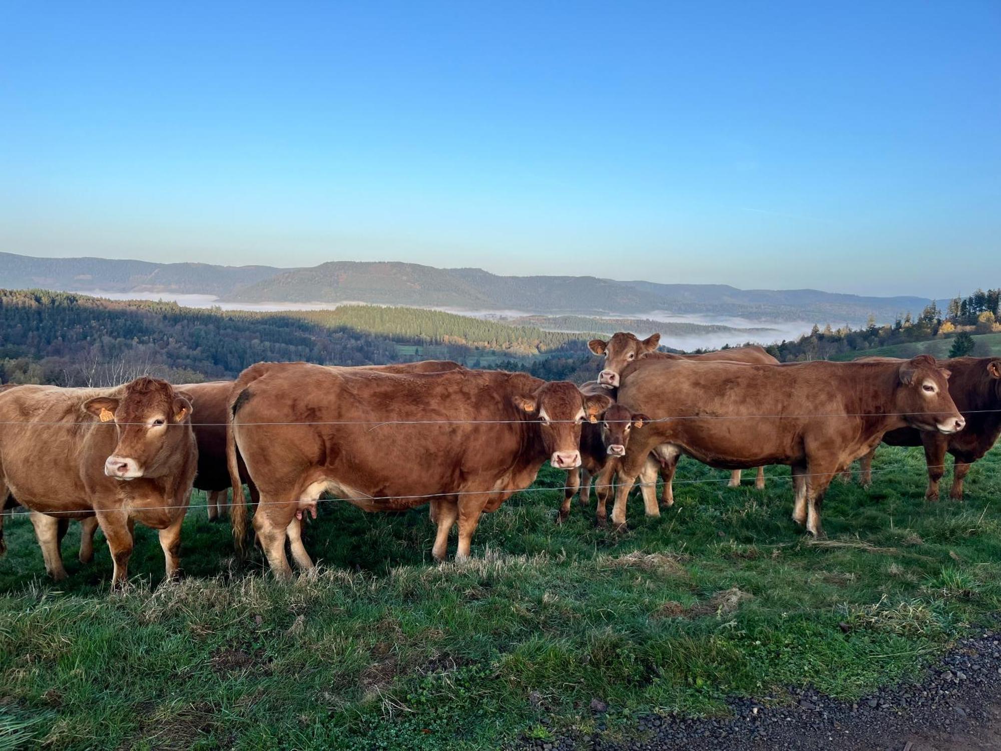 Gite De Montagne -Bellefosse Alsace Bagian luar foto