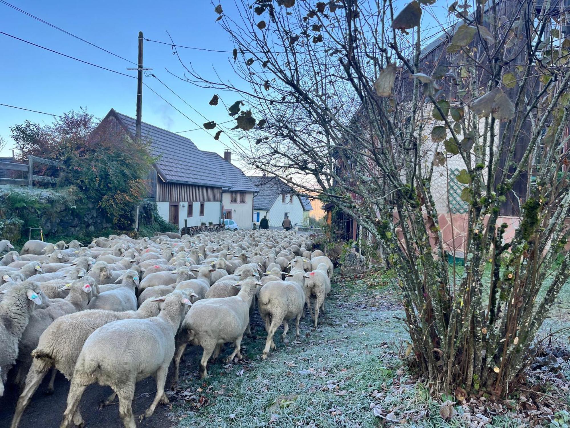 Gite De Montagne -Bellefosse Alsace Bagian luar foto